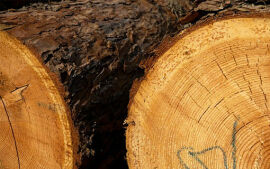 Imagem da notícia CNM alerta para Instrução Normativa sobre nova regra para acesso ao Sinaflor